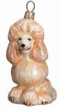 Poodle Apricot